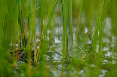 Çim bıçaklar görünümünü kapatın ve bataklık içinde yosun