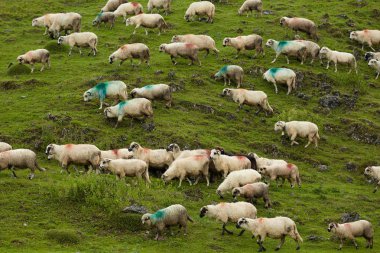 Koyun sürüsü yeşil dağ çayır üzerinde doğal görünümünü