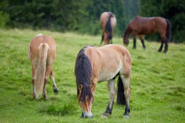 Mera orman tarafından üzerinde otlatma kahverengi at sürüsü