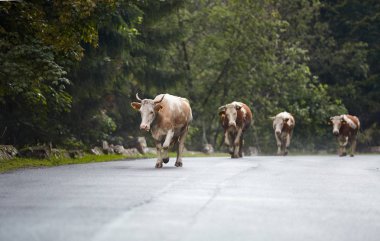 Orman yoluyla yolda yürüyen inek sürüsü
