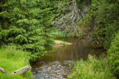 Çam ormanı yaz aylarında nehir manzarası