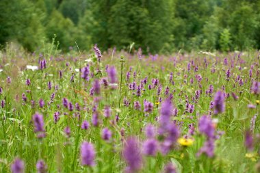 Mor vahşi dağ çiçek alan görünümü Kapat