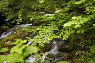 Ağaçlar altında akan yaz aylarında nehir manzarası