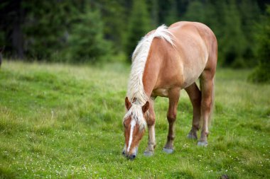 Yeşil dağlık mera üzerinde otlatma at