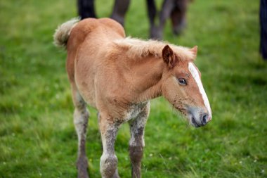 Yeşil Mera üzerinde kahverengi colt görünümü Kapat
