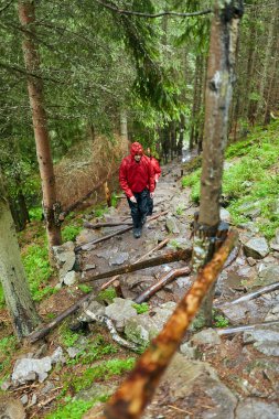 adam yağmurluk çam ormanı içinde izinde uzun yürüyüşe çıkan kimse