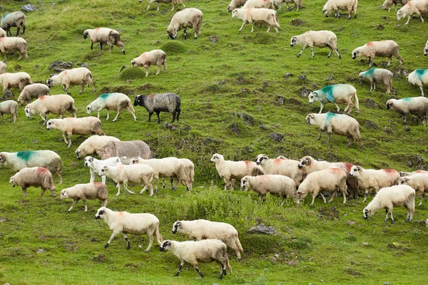 Vista Panorámica Del Rebaño Ovejas Prado Montaña Verde — Foto de Stock