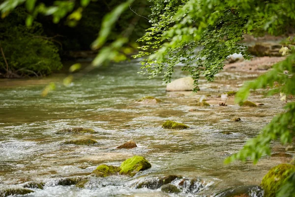 Вид Річку Протікає Через Зелений Листяний Ліс — стокове фото