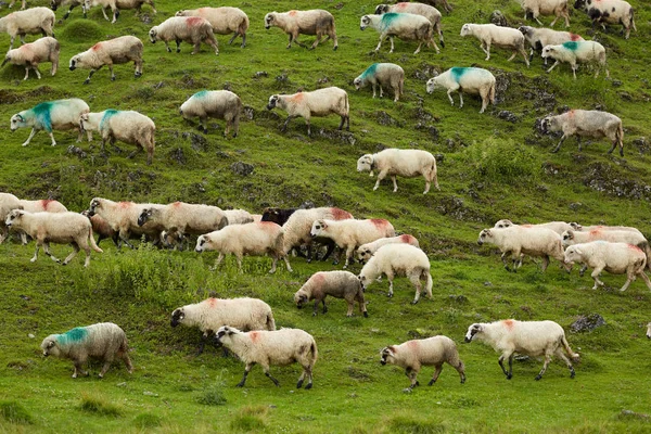 緑山の牧草地に羊の群れの眺め — ストック写真