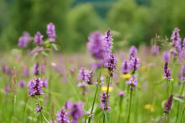 Vista Cercana Del Campo Flores Silvestres Montaña Púrpura — Foto de Stock