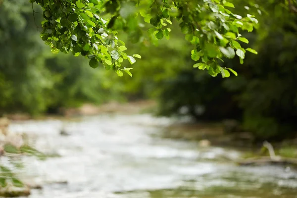 Schilderachtig Uitzicht Rivier Die Stroomt Door Groene Bladverliezende Wouden — Stockfoto