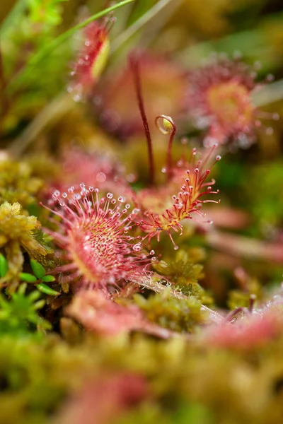 Круглый Вид Плотоядное Растение Drosera Rotundifolia — стоковое фото