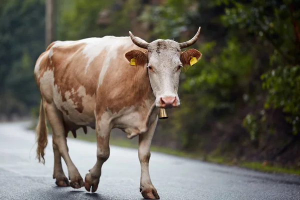 Salute Mucca Marrone Che Cammina Strada Sera — Foto Stock