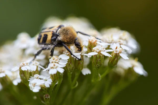 Insekten Die Blüten Bestäuben — Stockfoto