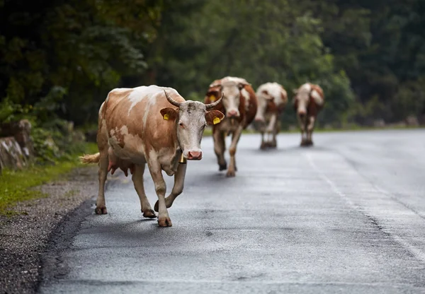 成群的奶牛沿着小路穿过森林 — 图库照片