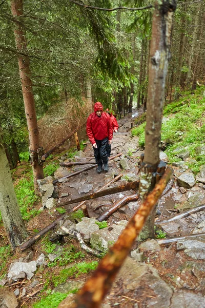 在松树林小径上穿雨衣的男子徒步旅行者 — 图库照片