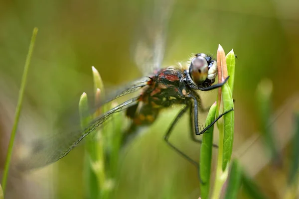 Close View Large Colorful Dragonfly Grass — Stock Photo, Image