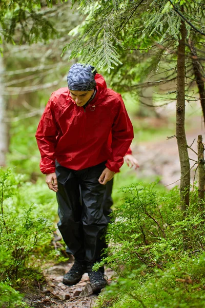 adam yağmurluk çam ormanı içinde izinde uzun yürüyüşe çıkan kimse