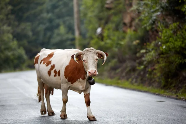Salud Vaca Marrón Caminando Por Carretera Por Noche —  Fotos de Stock