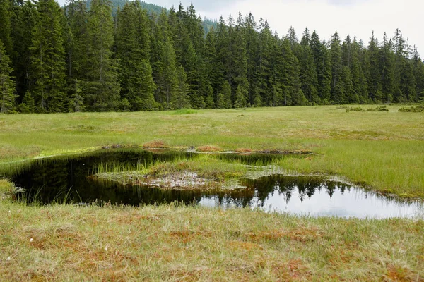 Vista Panoramica Della Torbiera Apuseni Romania — Foto Stock