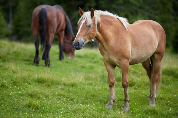 Mera orman tarafından üzerinde otlatma kahverengi at sürüsü