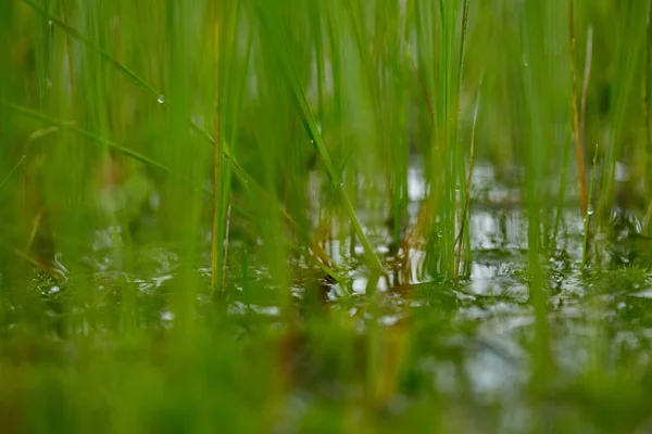 Vue Rapprochée Des Lames Herbe Mousse Dans Les Marécages — Photo