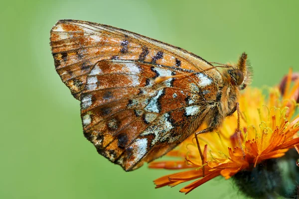 Stäng Färgglada Fjäril Sitter Blomma — Stockfoto