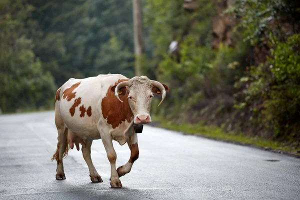 Gesundheit Braune Kuh Läuft Abends Auf Straße — Stockfoto