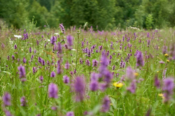 Vista Cercana Del Campo Flores Silvestres Montaña Púrpura —  Fotos de Stock