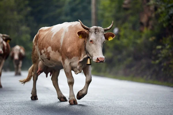 Orman yoluyla yolda yürüyen inek sürüsü