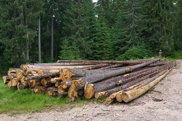 罗马尼亚国家公园伐木 侵略性森林砍伐的看法 — 图库照片