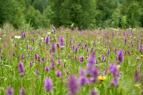 Mor vahşi dağ çiçek alan görünümü Kapat