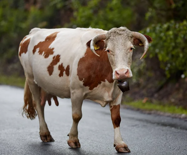 夜の道を歩く健康ブラウン牛 — ストック写真