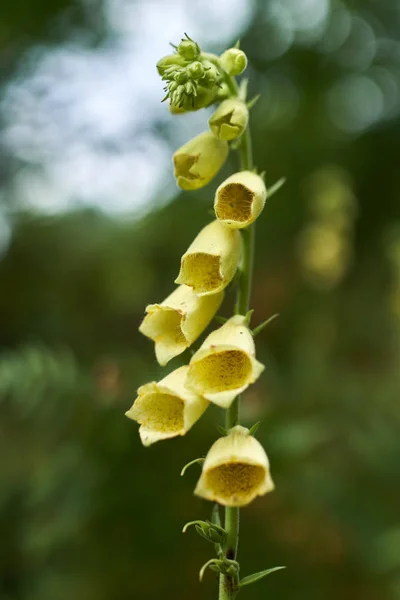 Vista Vicino Vivaci Fiori Gialli Nel Giardino Ornamentale — Foto Stock