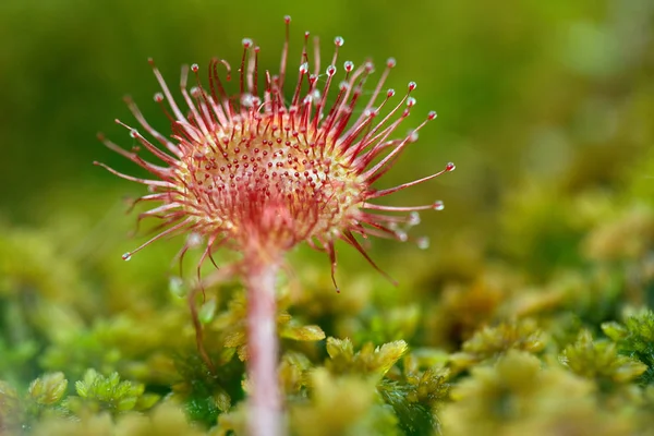 Close View Sundew Drosera Rotundifolia Carnivorous Plant — Stock Photo, Image