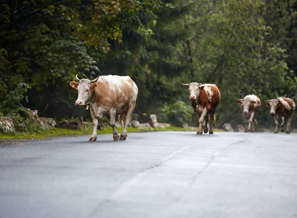 Orman yoluyla yolda yürüyen inek sürüsü