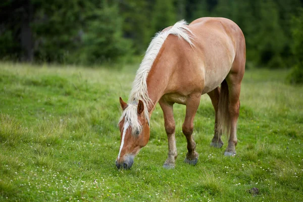 Yeşil dağlık mera üzerinde otlatma at
