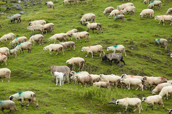 Malerischer Blick Auf Die Schafherde Auf Der Grünen Bergwiese — Stockfoto