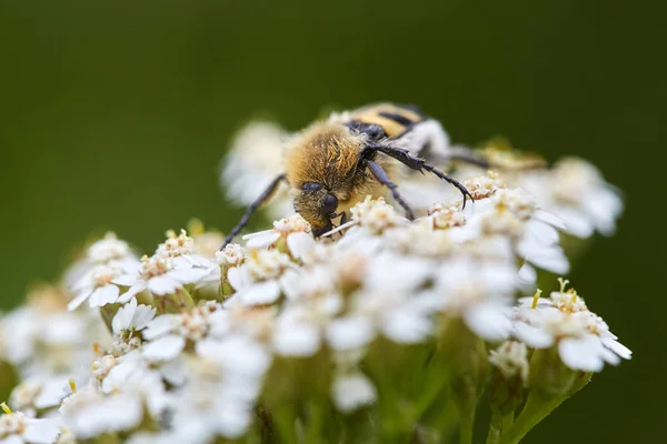 Zavřít Pohled Hmyzu Opylující Květiny — Stock fotografie