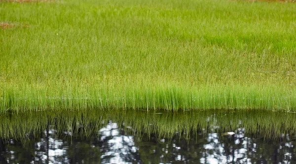Grama Verde Refletindo Superfície Água Lago — Fotografia de Stock