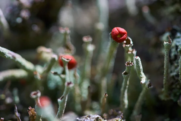 Закрыть Вид Мелкие Растения Красными Плодами Цветками — стоковое фото