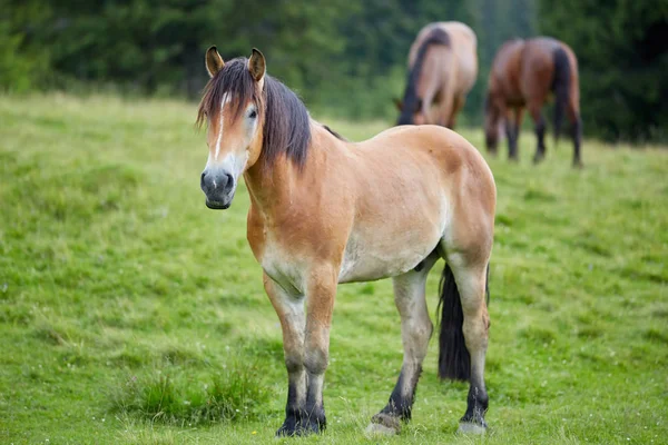 Herd Brown Horses Grazing Pasture Forest — Stock Photo, Image