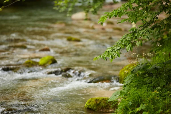 Vista Panorámica Del Río Que Fluye Través Del Verde Bosque — Foto de Stock