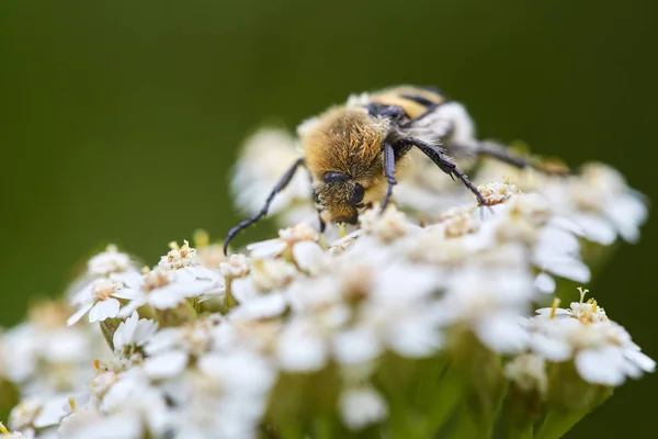 Vista Vicino Dei Fiori Impollinatori Insetti — Foto Stock