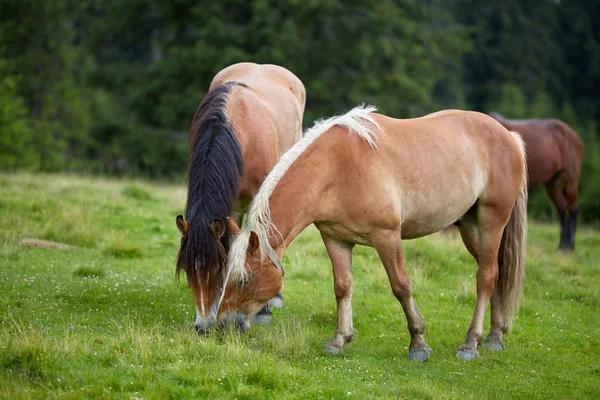 Besättningen Bruna Hästar Betar Betesmark Skog — Stockfoto