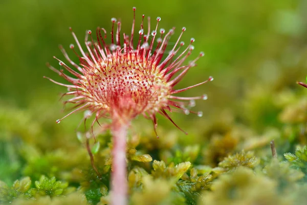 Zavřít Pohled Kulaté Okrouhlolistá Drosera Rotundifolia Masožravých Rostlin Royalty Free Stock Obrázky