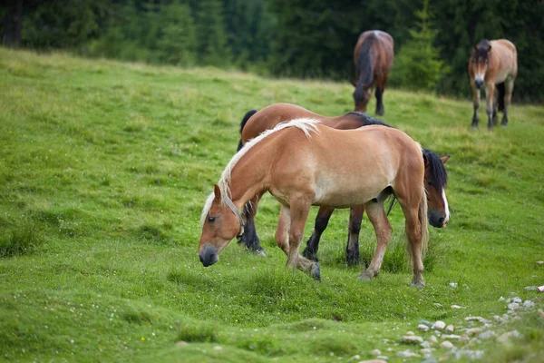 Manada Caballos Marrones Pastando Pastos Por Bosque Imagen De Stock