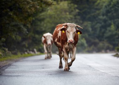 Orman yoluyla yolda yürüyen inek sürüsü