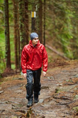 adam yağmurluk çam ormanı içinde izinde uzun yürüyüşe çıkan kimse