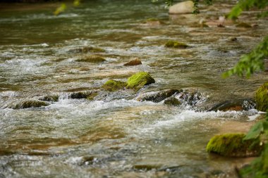 Yeşil yaprak döken orman içinden akan nehrin doğal görünümü
